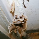 Building Defects - fungal decay due to water ingress